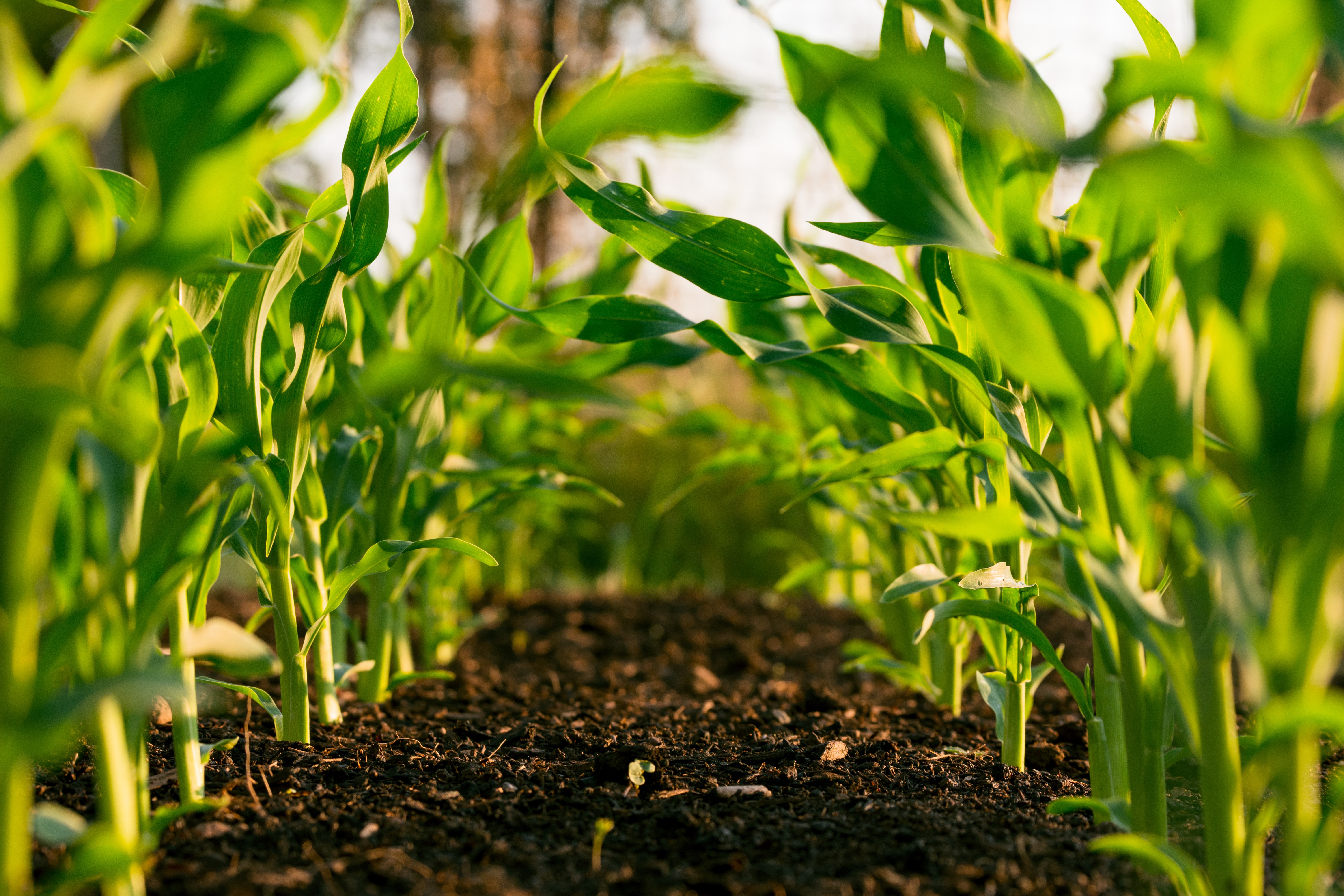 plantacion agricola